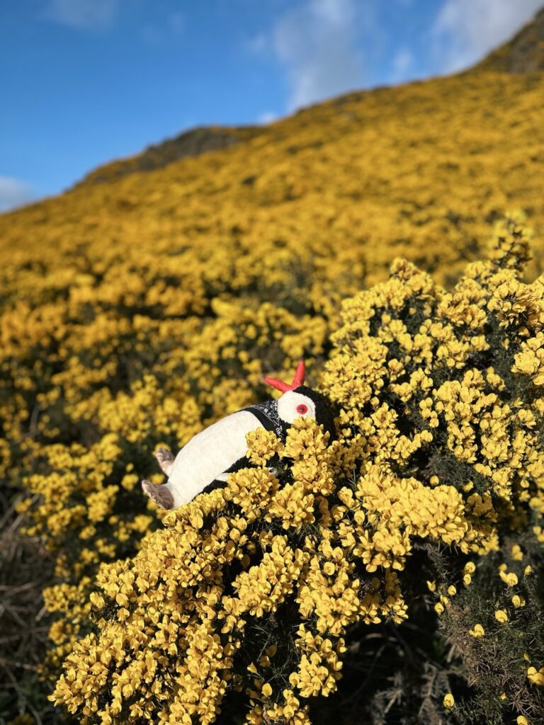 Arthurs Seat edinburgh scotland