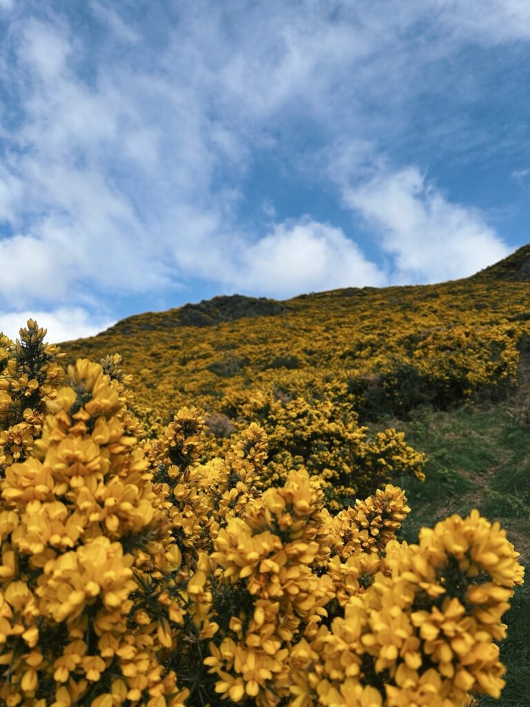 Arthurs Seat edinburgh scotland