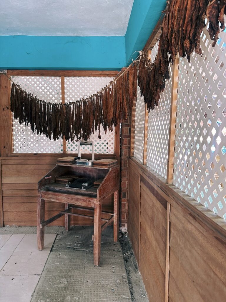 Cigars dominican republic