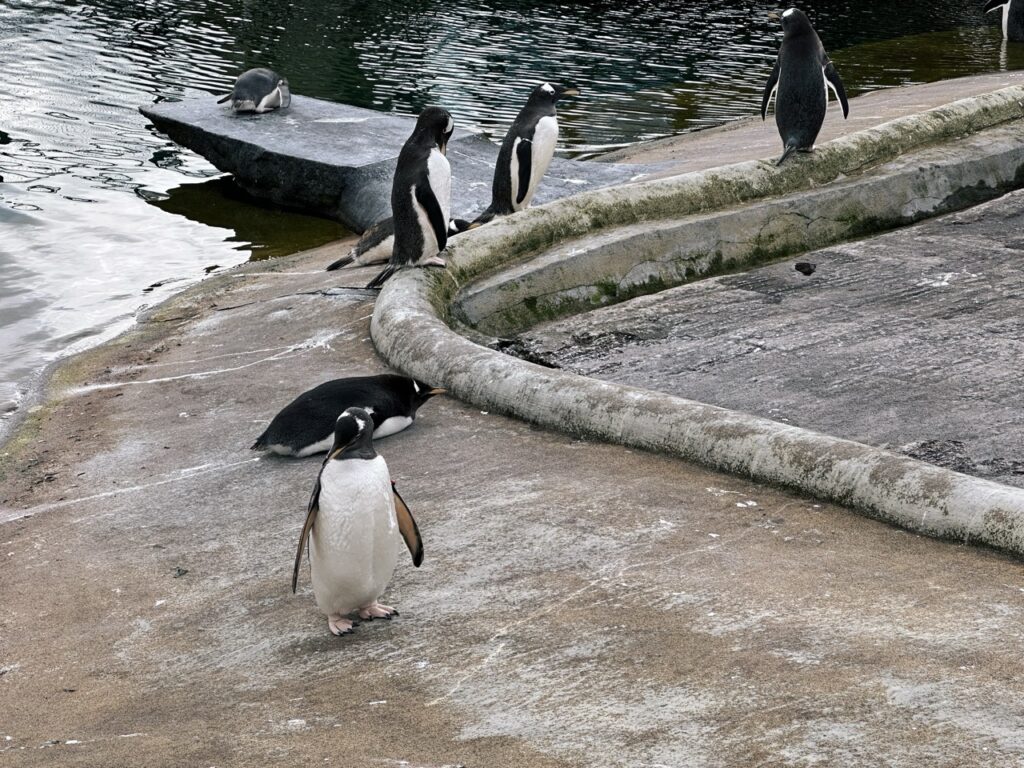 Edinburgh Zoo