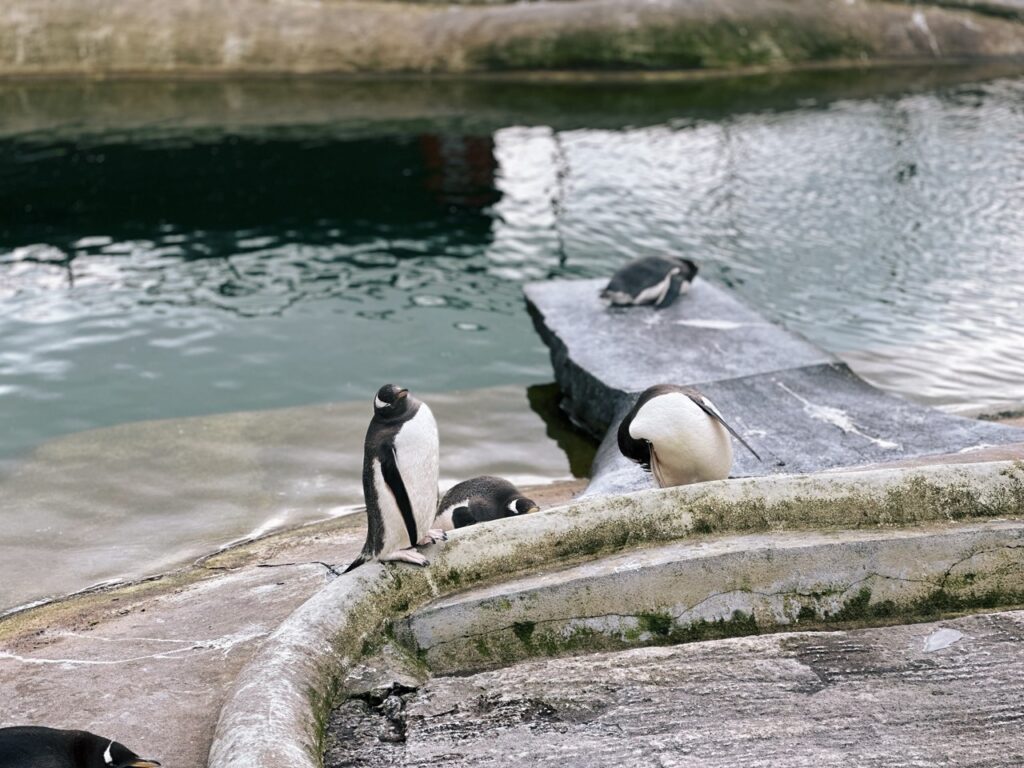 Edinburgh Zoo