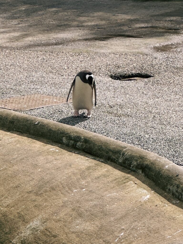 Edinburgh Zoo