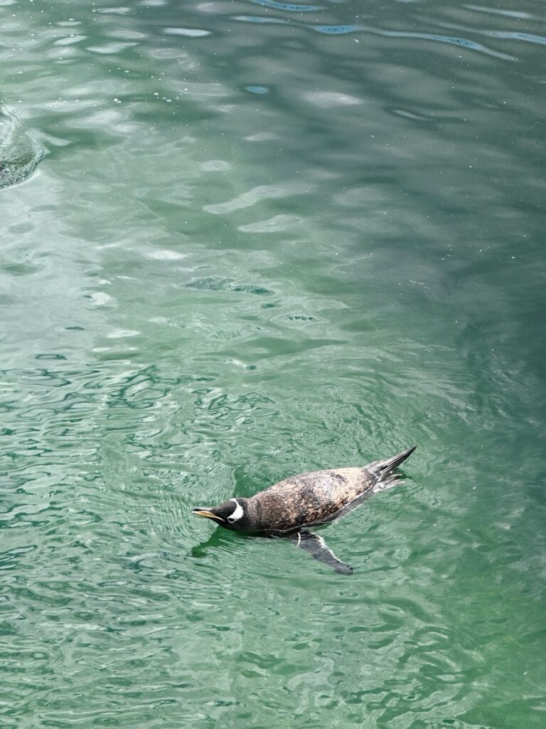 Edinburgh Zoo