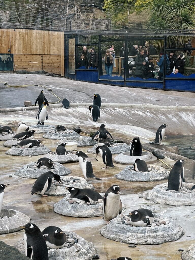 Edinburgh Zoo
