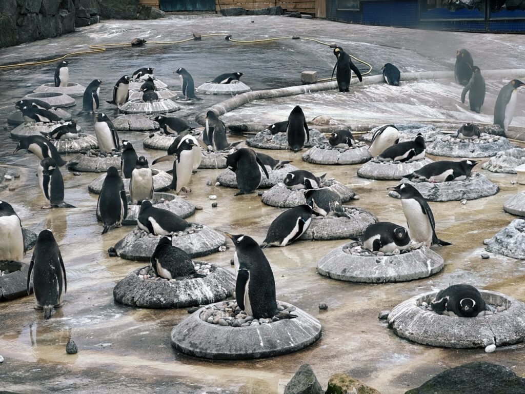 Edinburgh Zoo