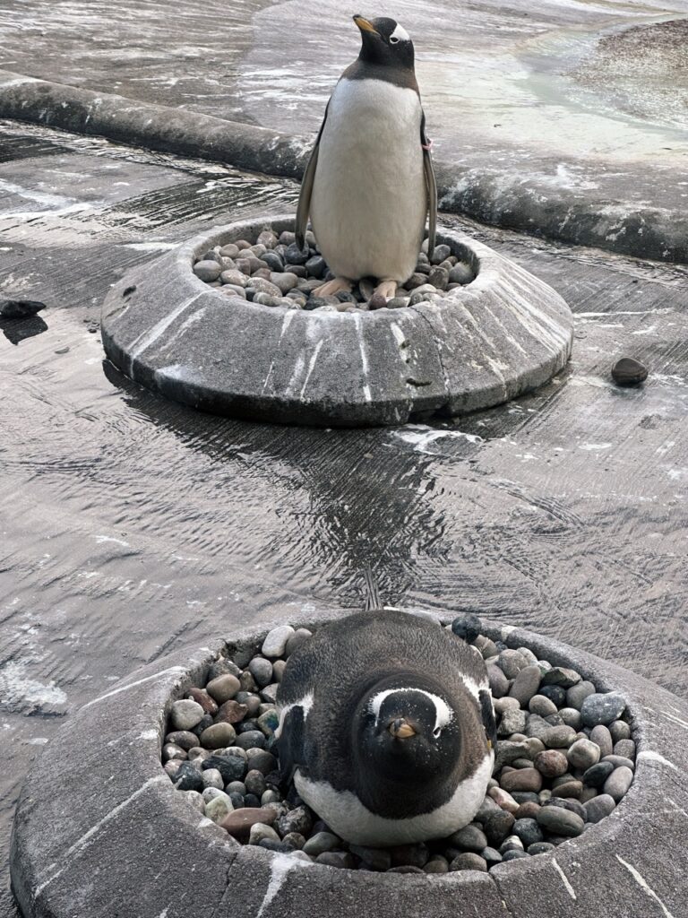 Edinburgh Zoo