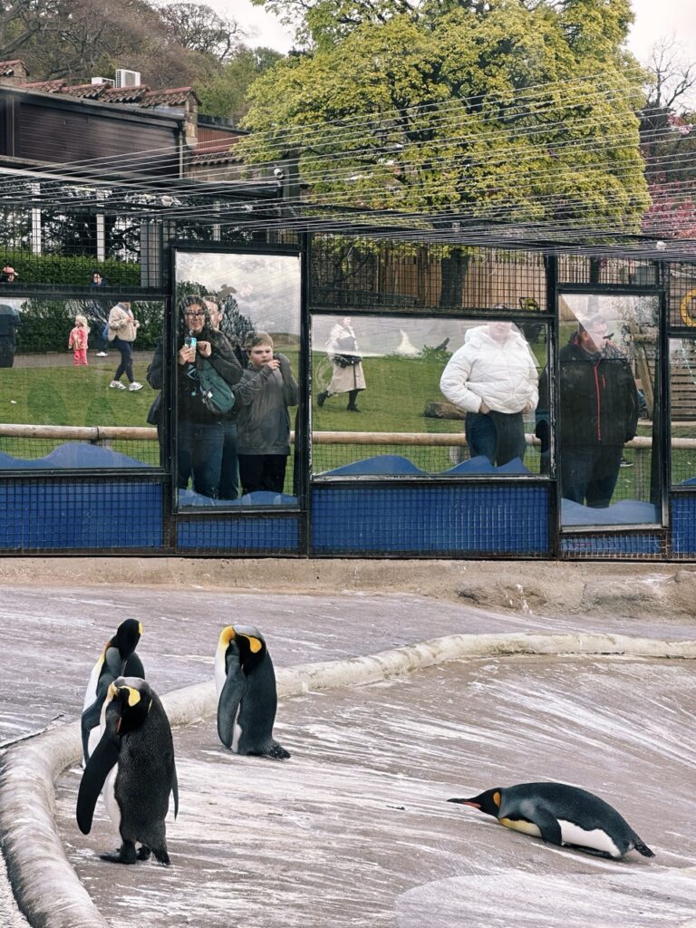 Edinburgh Zoo