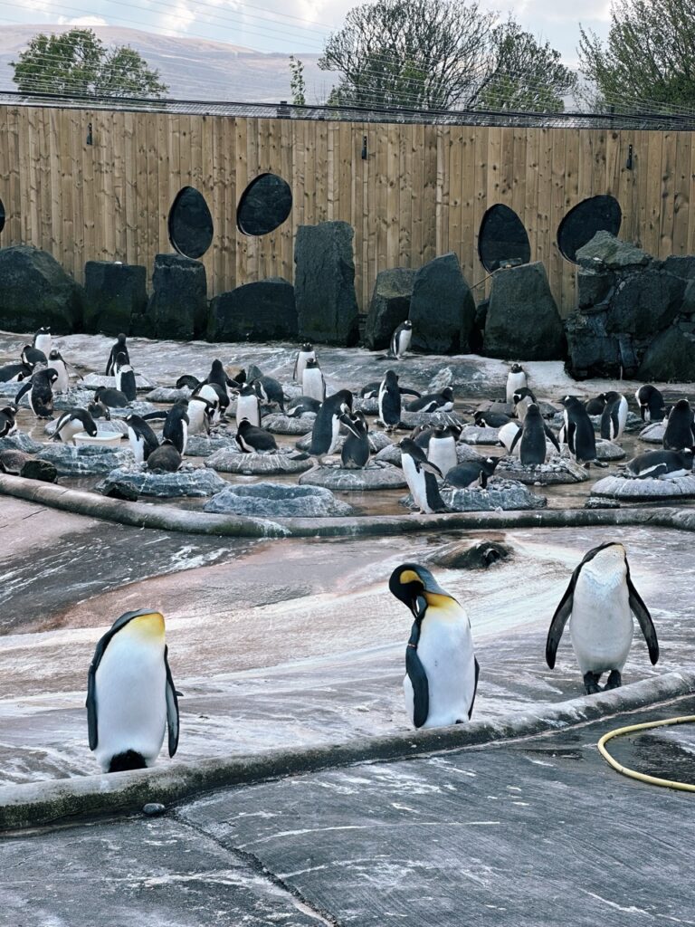 Edinburgh Zoo