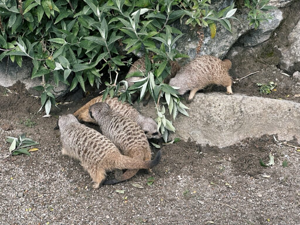 Edinburgh Zoo