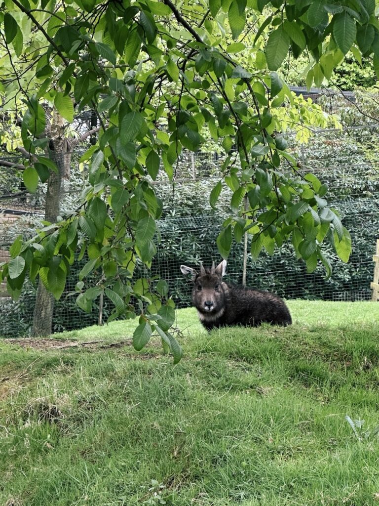 Edinburgh Zoo