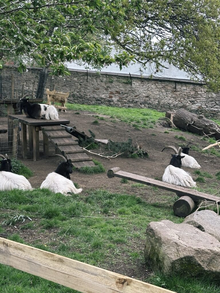 Edinburgh Zoo