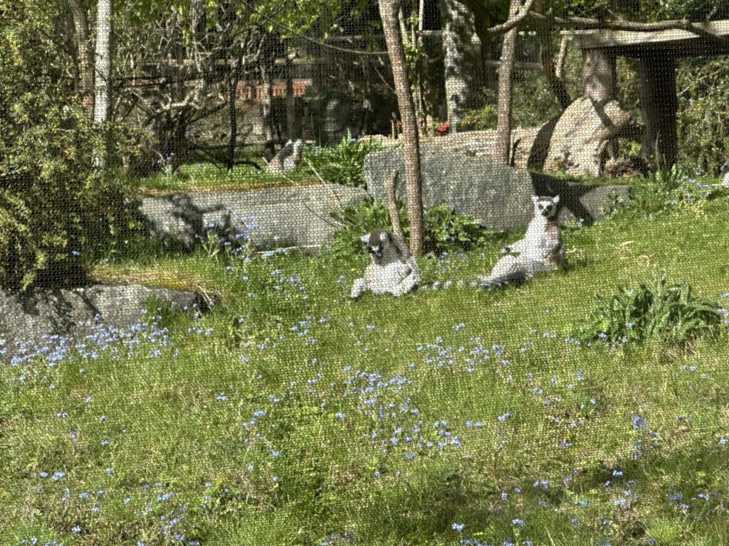 Edinburgh Zoo