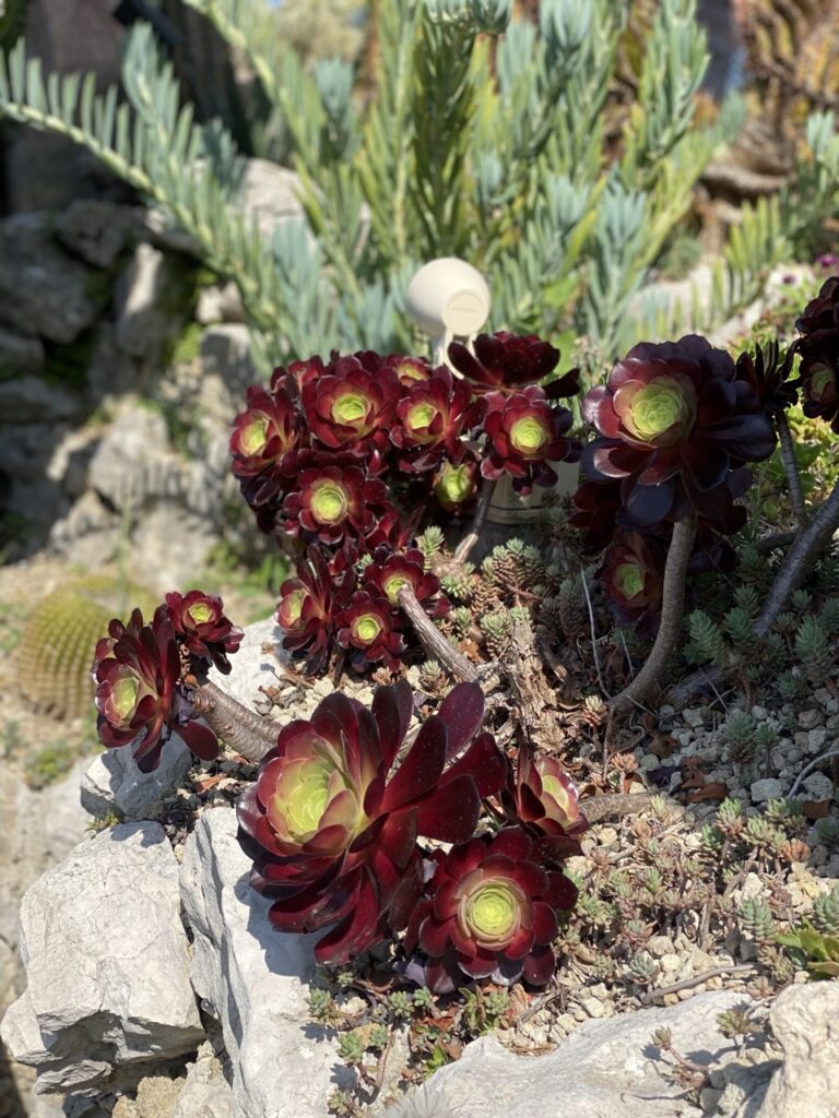 Eze france exotic Garden