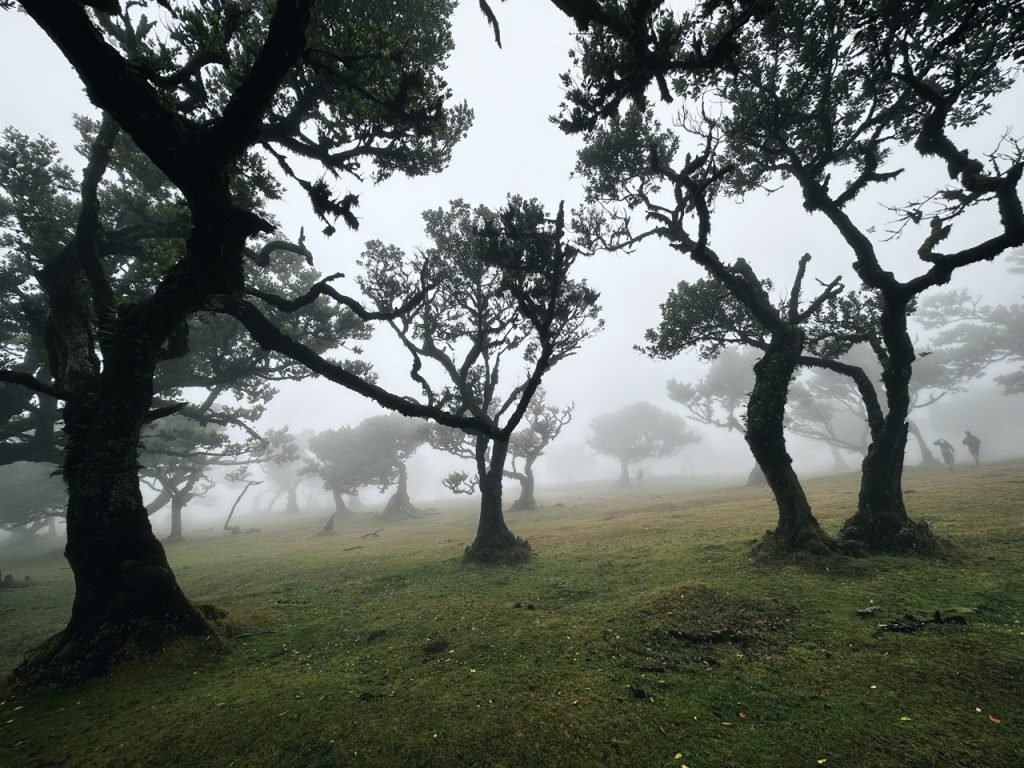 Fanal Forest