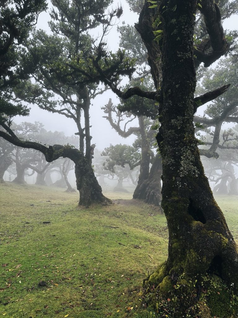 Fanal Forest