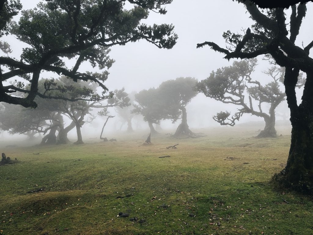 Fanal Forest