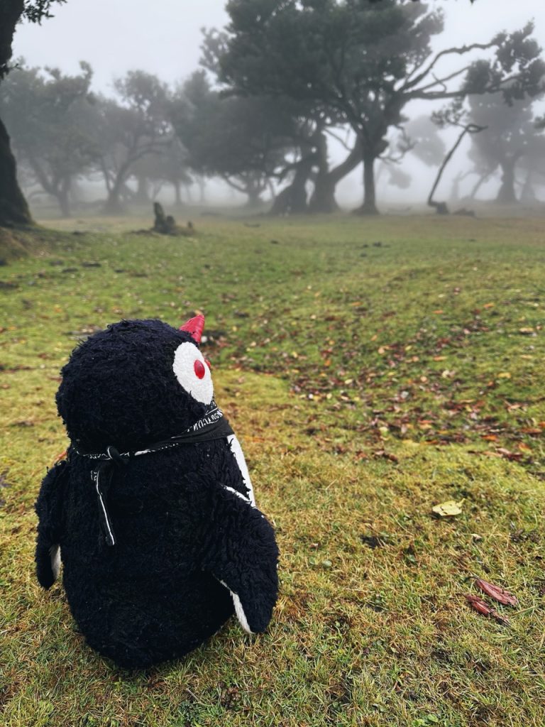 Fanal Forest