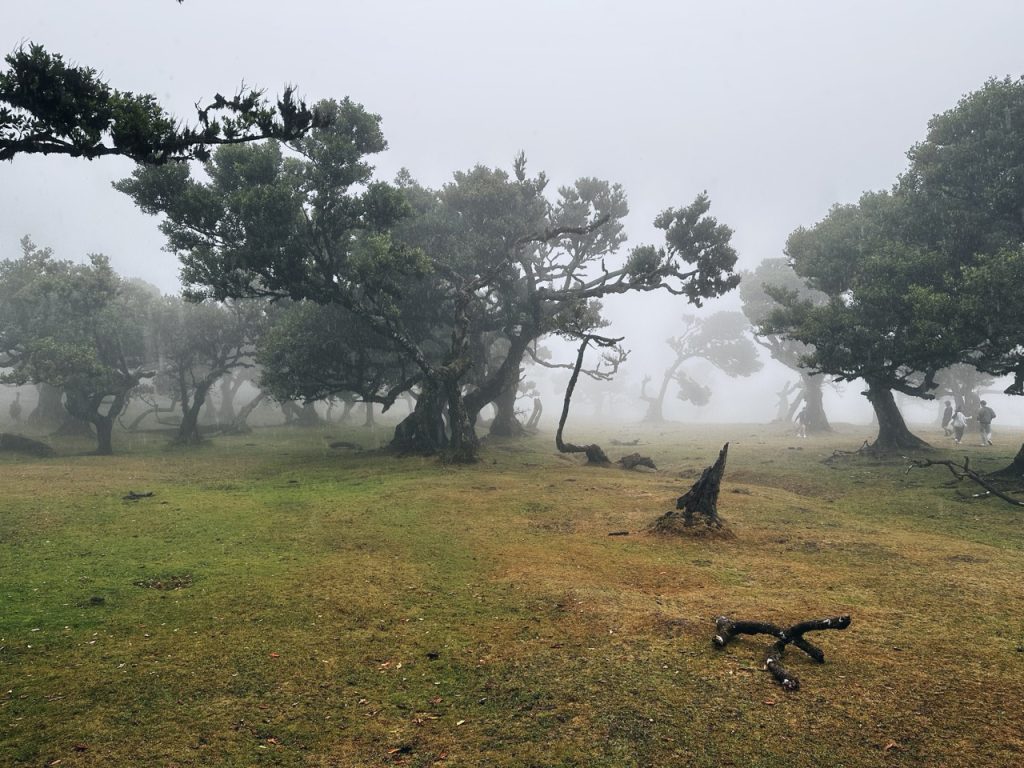 Fanal Forest