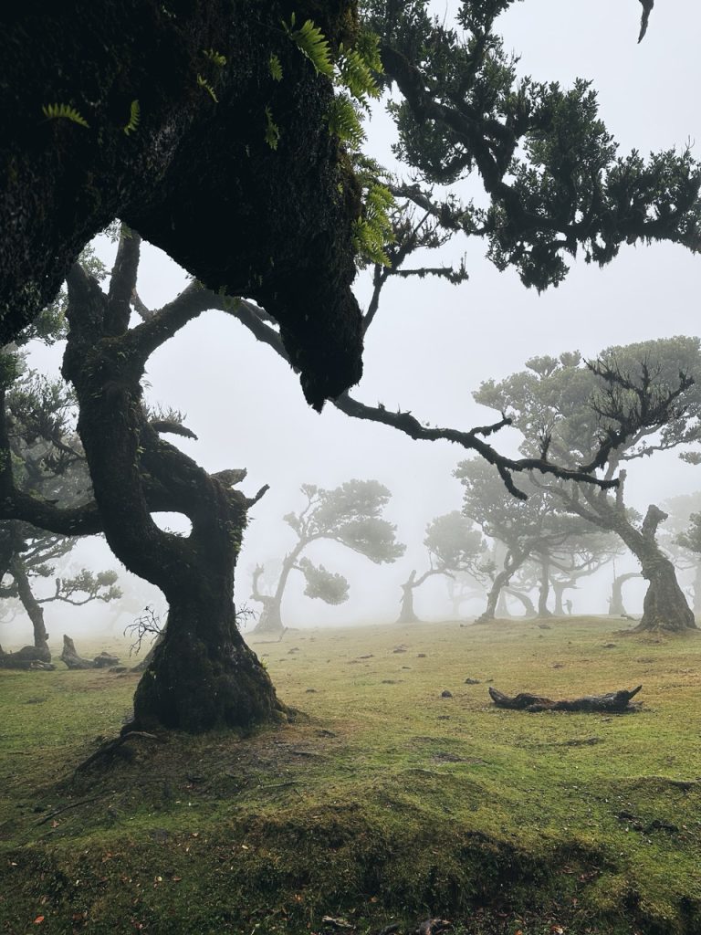 Fanal Forest
