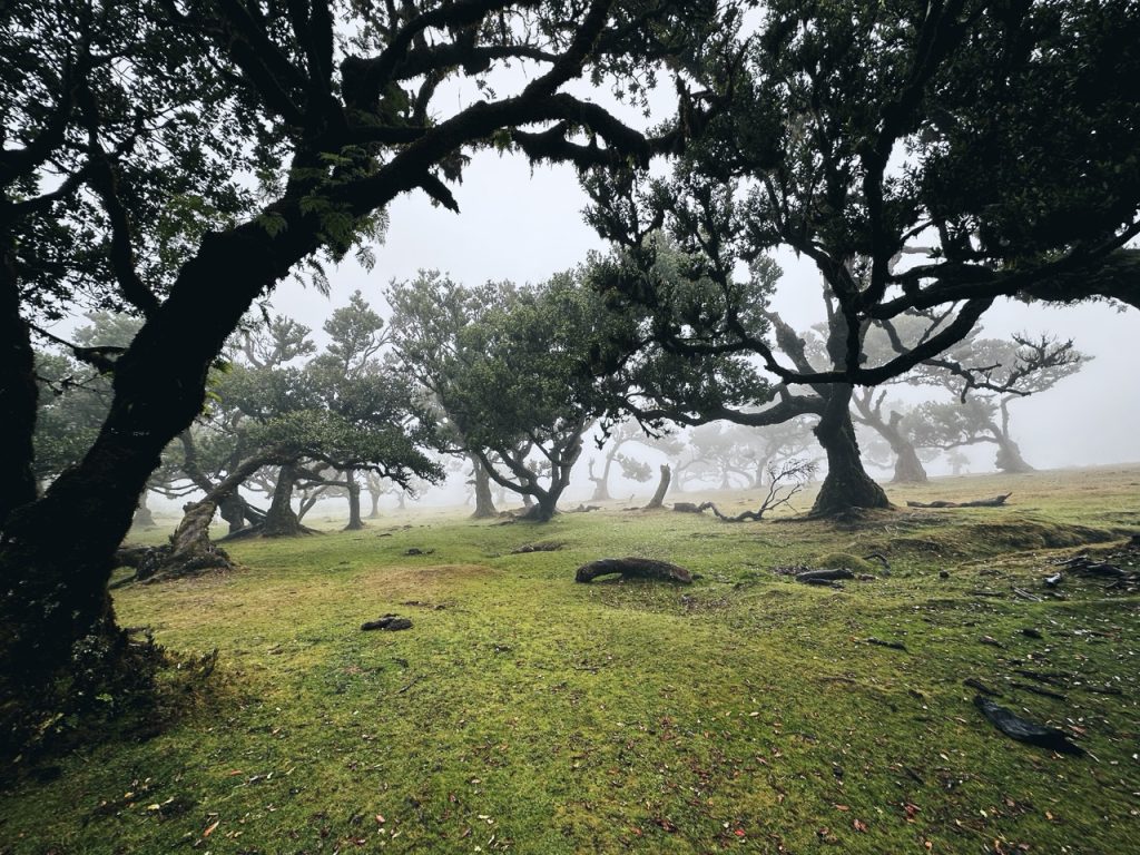 Fanal Forest