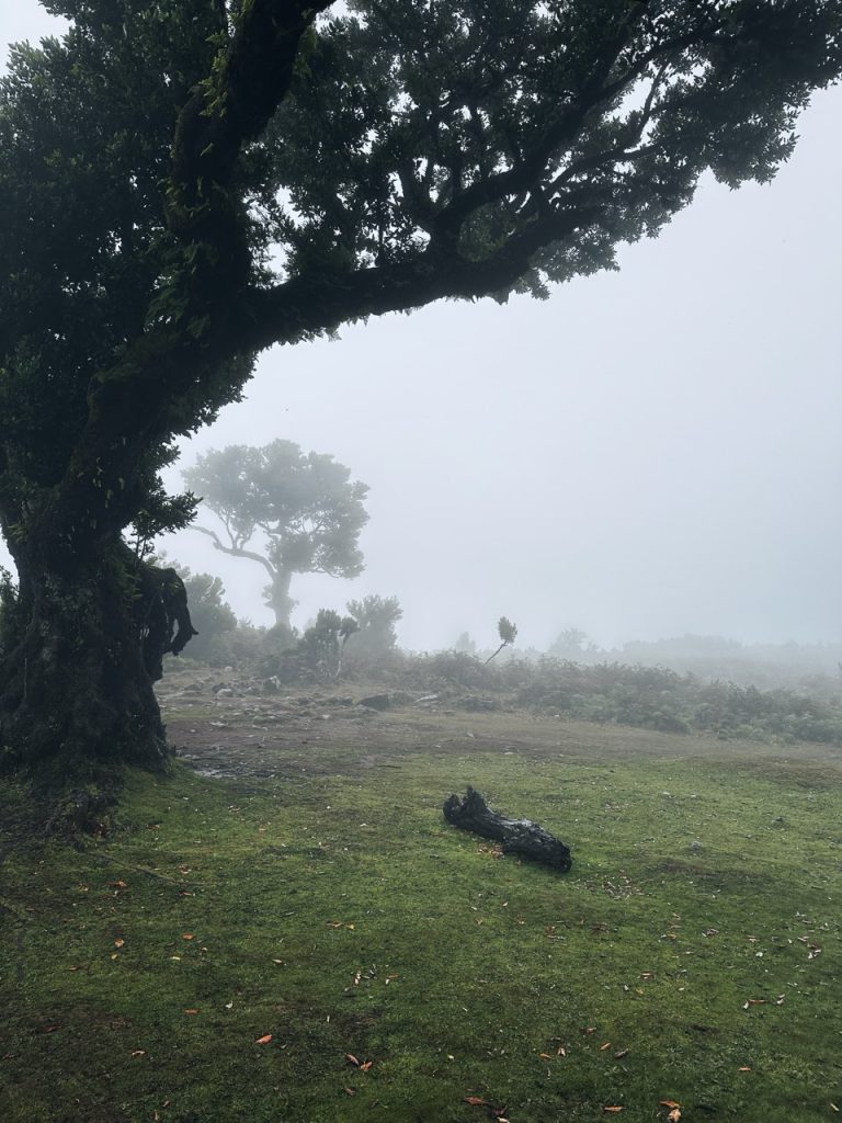 Fanal Forest