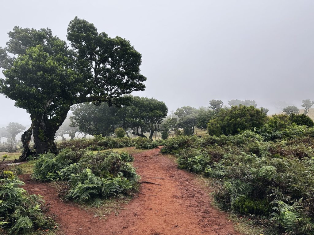 Fanal Forest
