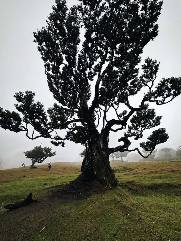 Fanal Forest