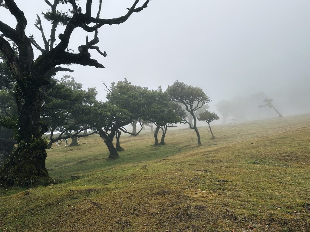 Fanal Forest