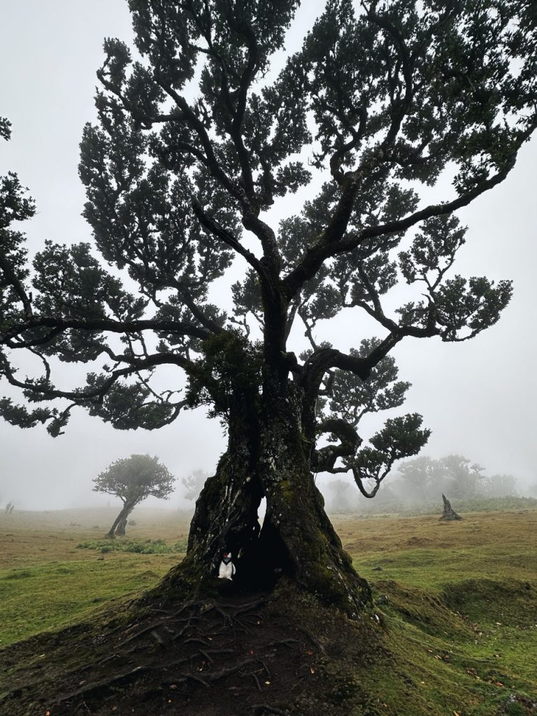Fanal Forest