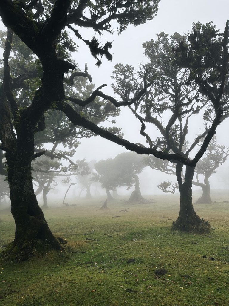 Fanal Forest