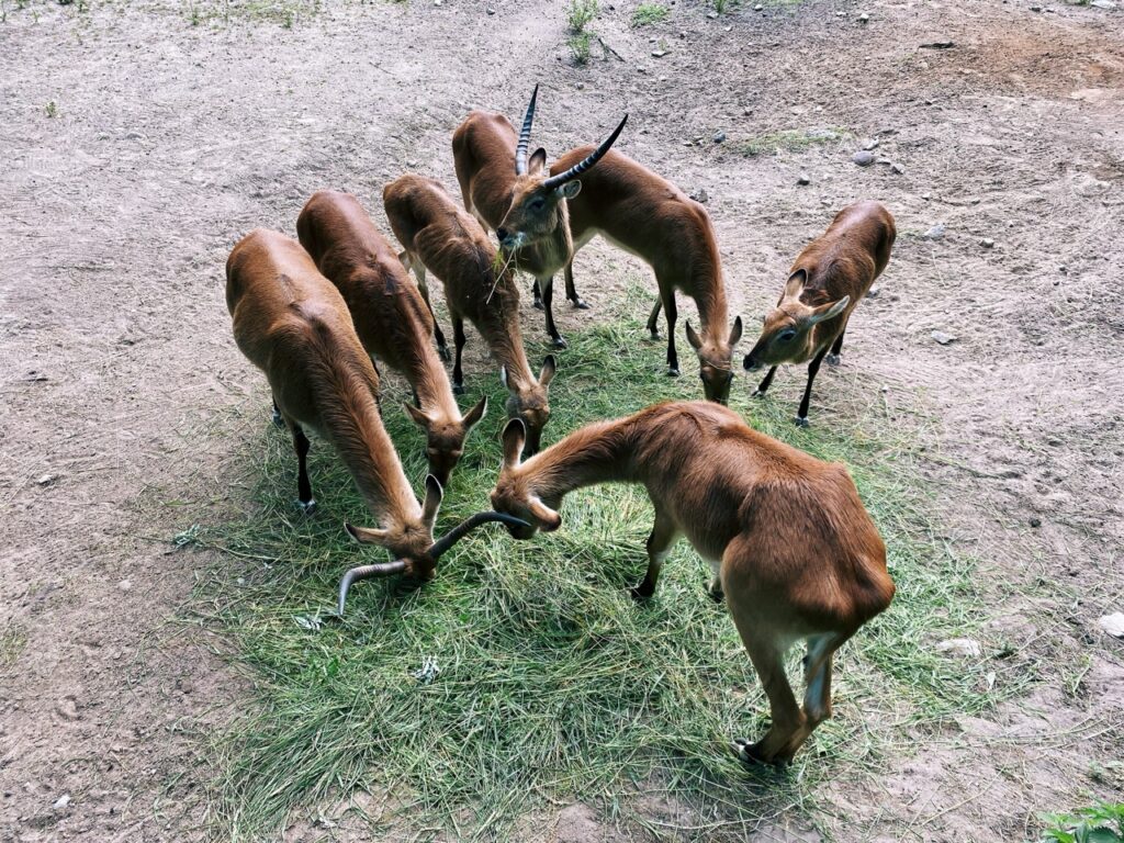 Gdansk poland Zoo
