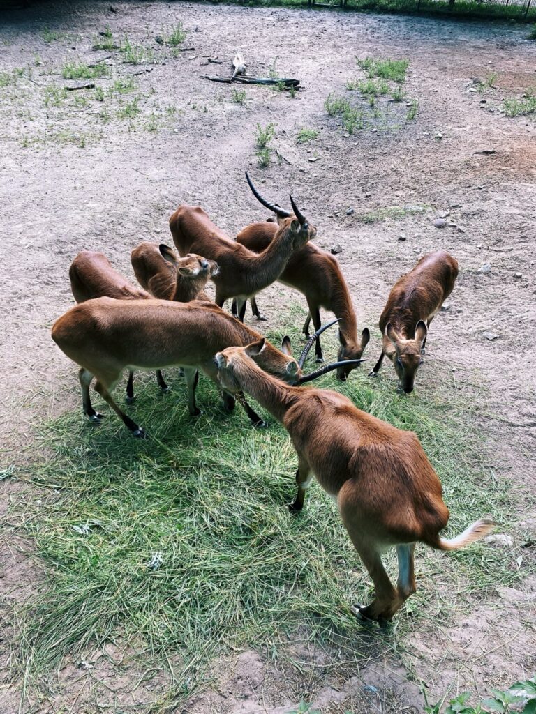 Gdansk poland Zoo