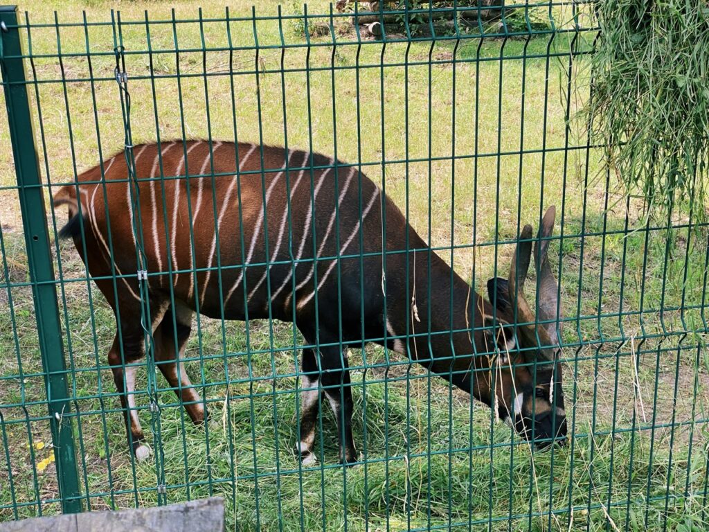 Gdansk poland Zoo