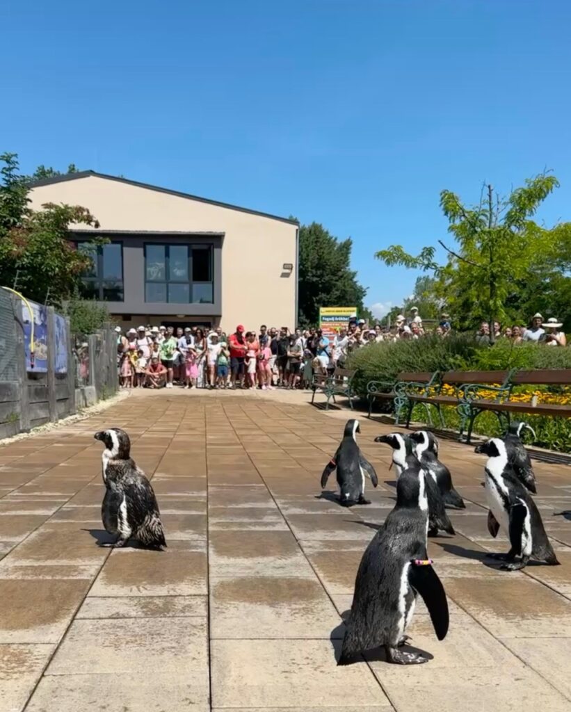 Gyor Zoo Hungary
