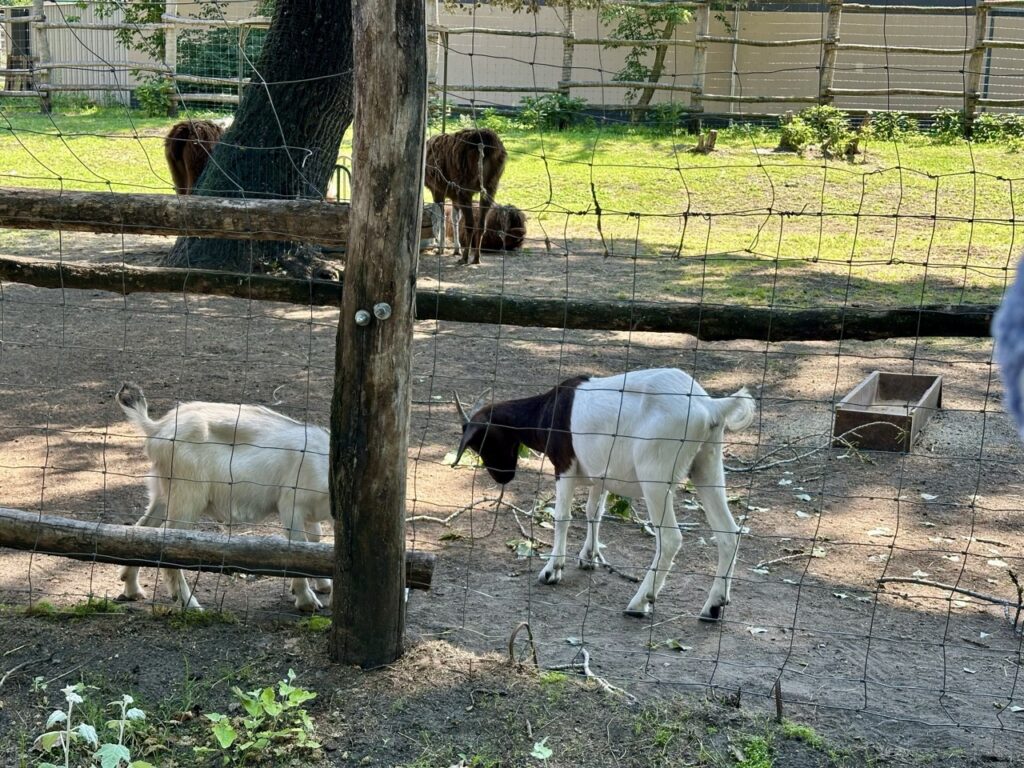 Gyor Zoo Hungary