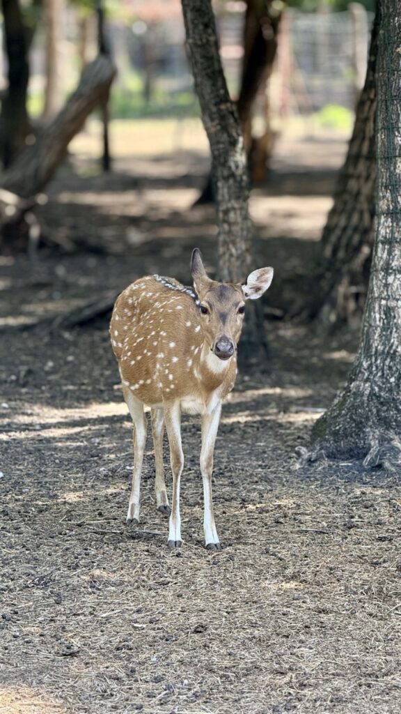 Gyor Zoo Hungary