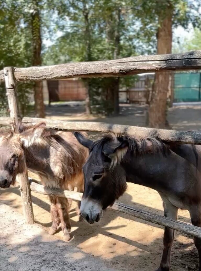 Gyor Zoo Hungary