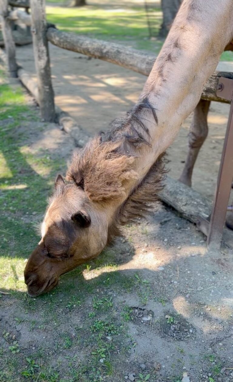 Gyor Zoo Hungary