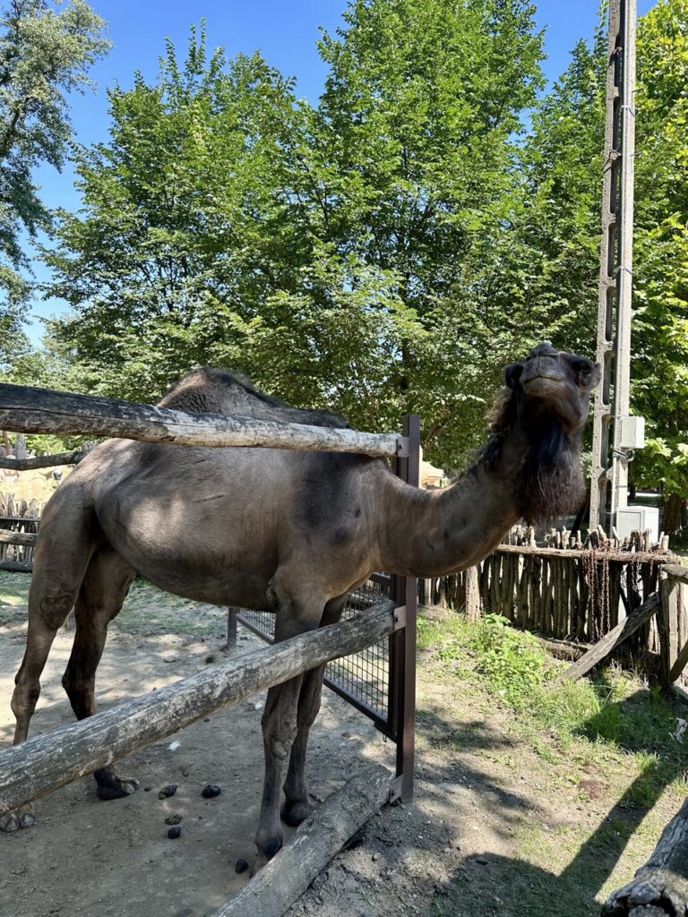 Gyor Zoo Hungary