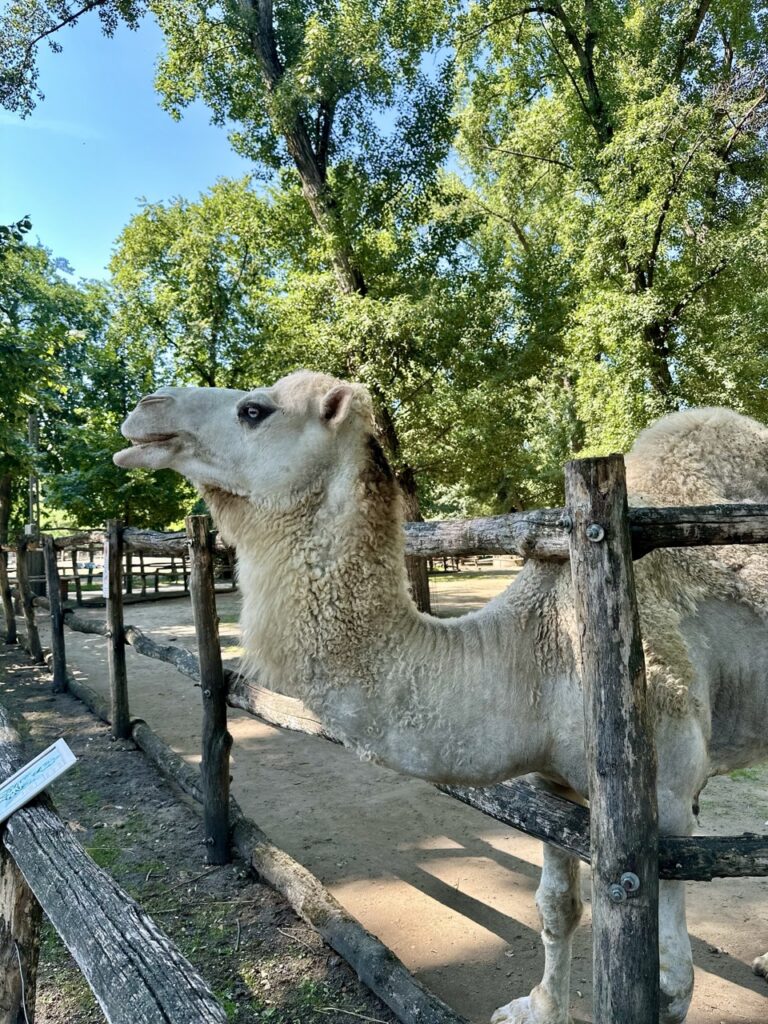 Gyor Zoo Hungary