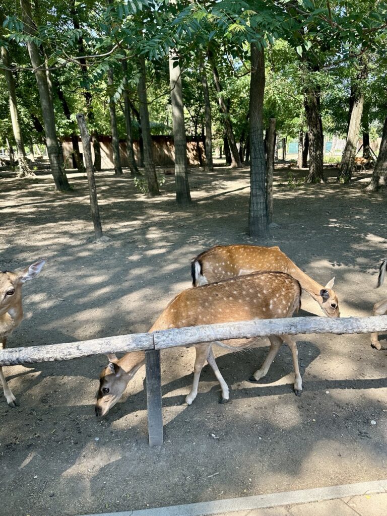 Gyor Zoo Hungary