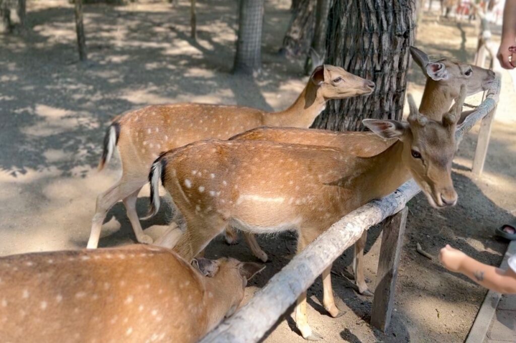 Gyor Zoo Hungary