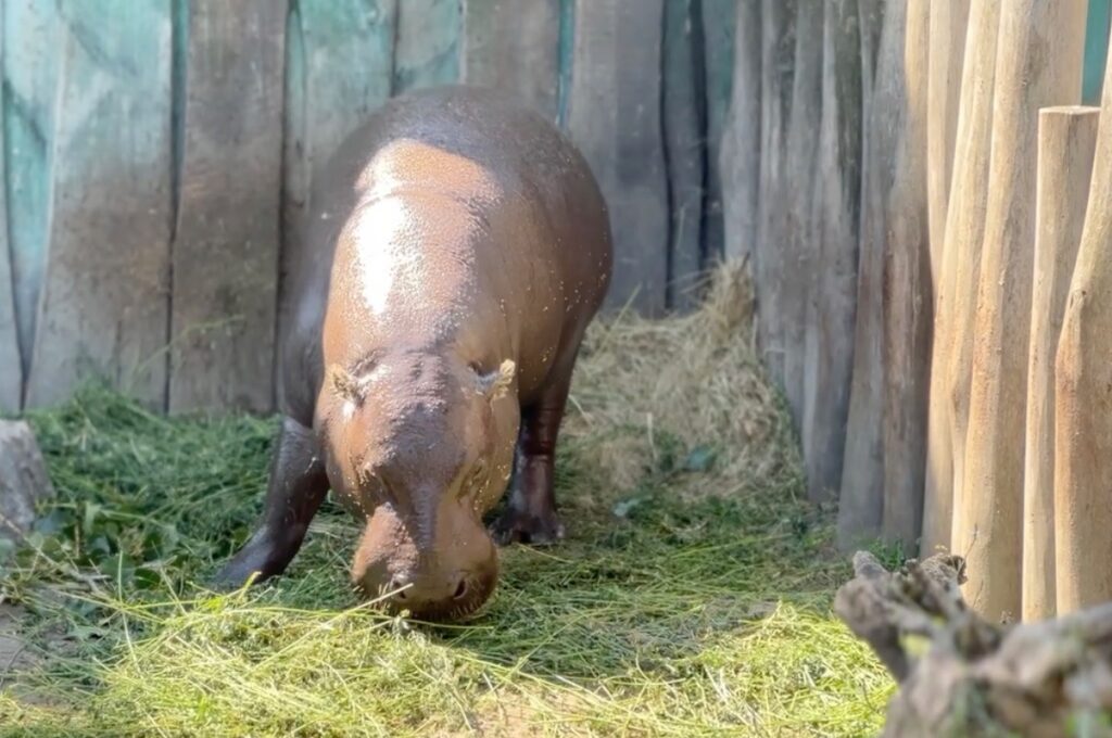 Gyor Zoo Hungary
