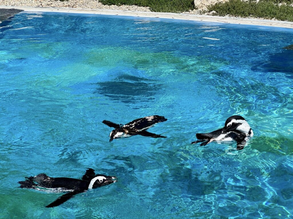 Gyor Zoo Hungary