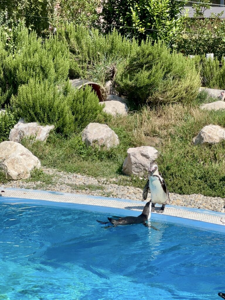 Gyor Zoo Hungary