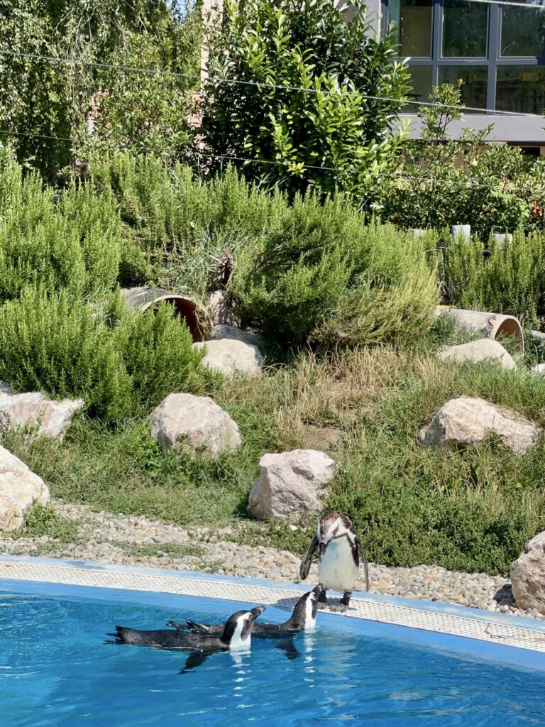 Gyor Zoo Hungary