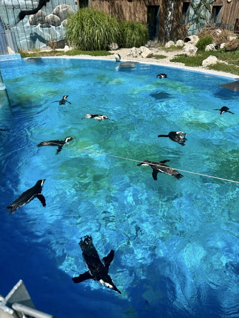 Gyor Zoo Hungary