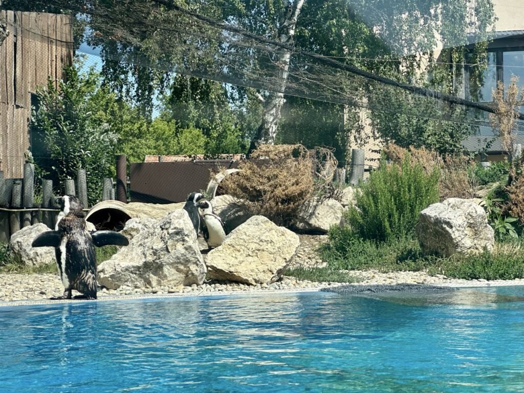 Gyor Zoo Hungary