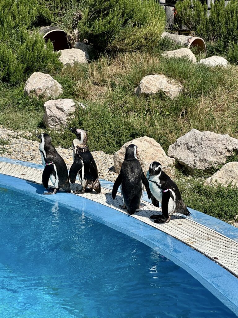 Gyor Zoo Hungary