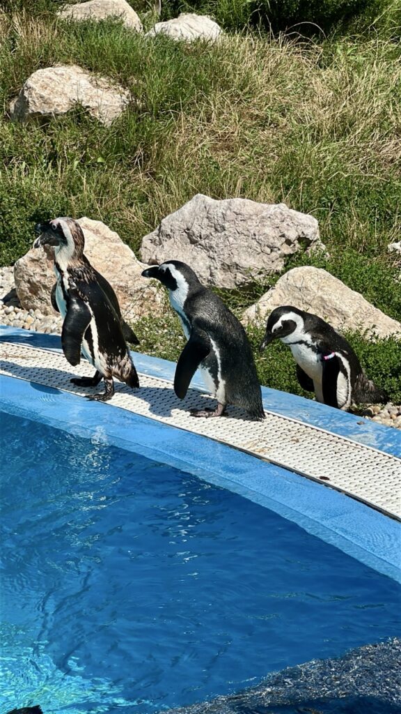 Gyor Zoo Hungary